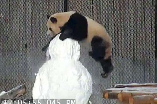 В Торонто панда подралась со снеговиком и взорвала интернет (ВИДЕО)