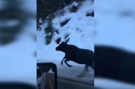 В Монтане лось пробежался наперегонки с машиной (ВИДЕО)