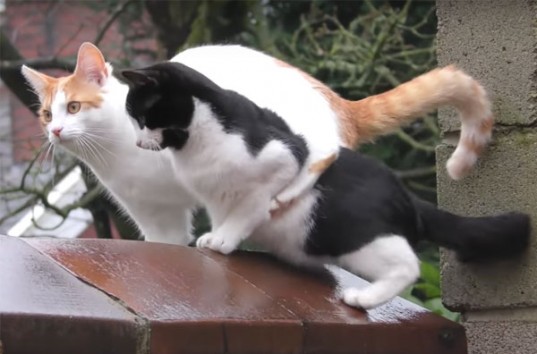 Кошки попали в неловкое положение, синхронно запрыгнув на забор (ВИДЕО)