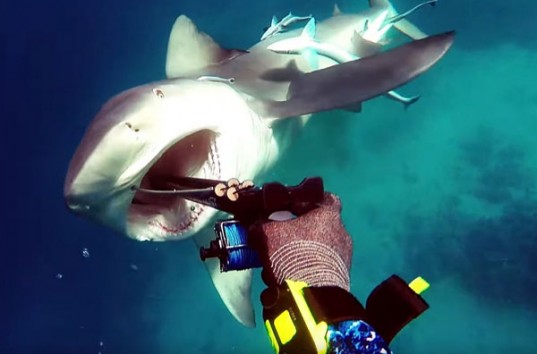 У побережья Австралии дайвер отбился гарпуном от опаснейшей акулы (ВИДОЕ)