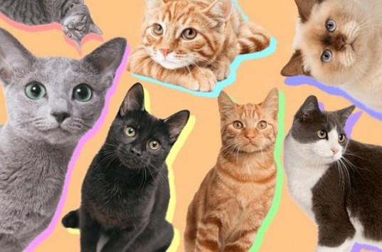 Реклама питомника для собак и кошек стала хитом Интернета (ВИДЕО)