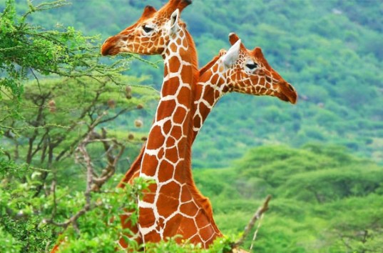 Жираф отобрал у туристов мороженое в Африке (ВИДЕО)
