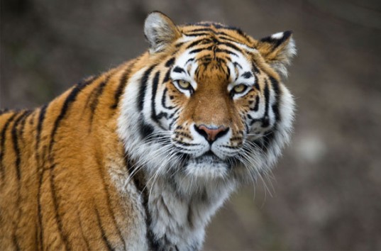 Связанного амурского тигра в китайском цирке оседлали люди (ВИДЕО)