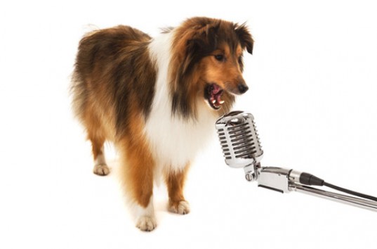 Собака спела известный хит группы Queen «Don’t stop me now» (ВИДЕО)
