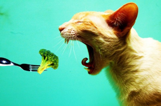 В Сети появилось забавное видео с участием кота-вегетарианца (ВИДЕО)