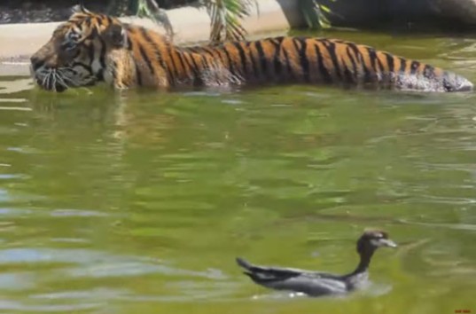 Утка подразнила тигра в австралийском зоопарке (ВИДЕО)