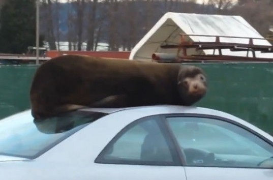 Морской лев решил отдохнуть на припаркованном автомобиле (ВИДЕО)
