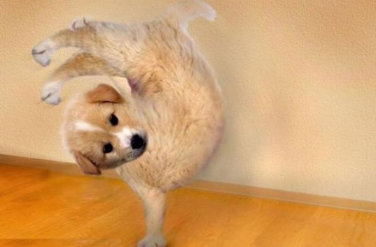 Танцующий щенок в зоомагазине стал героем Сети (ВИДЕО)