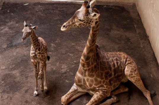 В зоопарке Бельгии «Planckendael Zoo» появился на свет детеныш жирафа (ВИДЕО)