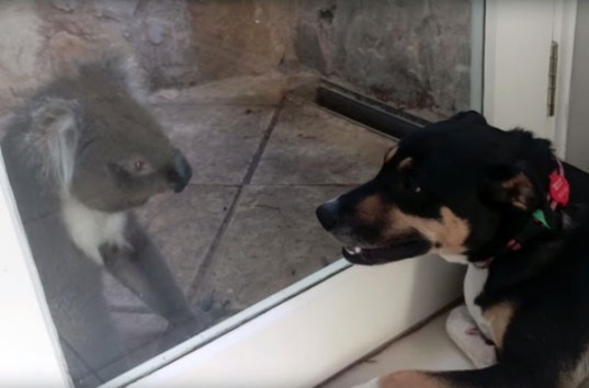 В Австралии коала подружилась с домашним псом (ВИДЕО)