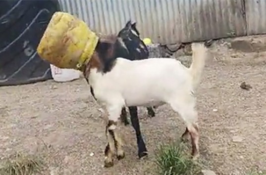 Две козы застряли в одном горшке в непальском городке (ВИДЕО)