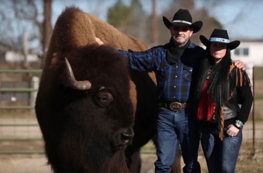 Техасский фермер приучил гигантского буйвола «Дикая штучка» (ВИДЕО)