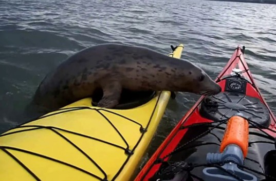 В Шотландии тюлень забрался на пару байдарок и поплавал по заливу (ВИДЕО)