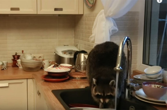 В Алма-Ате енот забрался в дом и перемыл всю посуду (ВИДЕО)