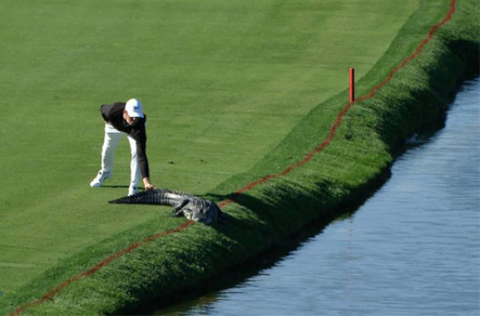 Американский гольфист столкнул крокодила с поля для гольфа (ВИДЕО)