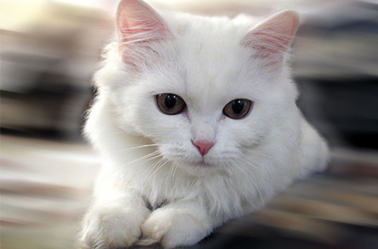 Практическое руководство по спасению белых котов (ВИДЕО)