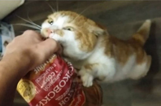 Стал звездой Интернета жадный, рыжий кот Борис (ВИДЕО)