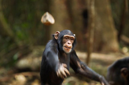 Стала хитом интернета кидающаяся в людей фекалиями обезьяна (ВИДЕО)