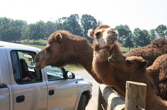Верблюд отобрал у туристов пакет с едой в сафари-парке (ВИДЕО)