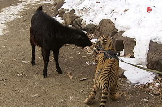 Детеныши тигра Амура и козла Тимура не подружились