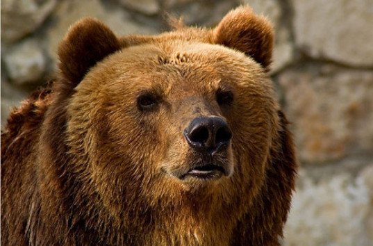 В Америке медведь пытался пробить витрину магазина (ВИДЕО)