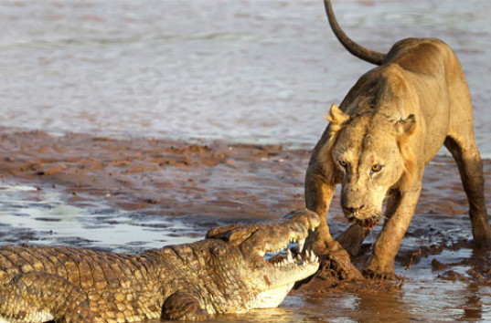 Туристы засняли на видео схватку двух львов с крокодилом (ВИДЕО)