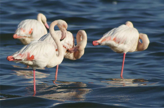 Исследователи объяснили, почему фламинго стоят на одной ноге