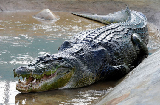 До смерти перепугал рыбаков огромный крокодил (ВИДЕО)