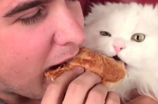Величайшим видео интернета назвали ролик с покусавшим круассан котом (ВИДЕО)