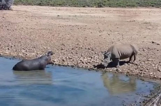 Бой за водопой: разъяренный бегемот утопил носорога (ВИДЕО)