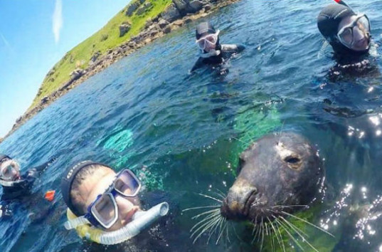Любопытный и дружелюбный тюлень решил познакомится с девушкой (ВИДЕО)