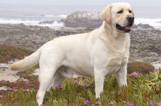 Зоологи назвали десять самых умных пород собак в мире