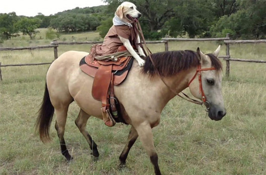 Техасский лабрадор научился ездить верхом на лошади (ВИДЕО)
