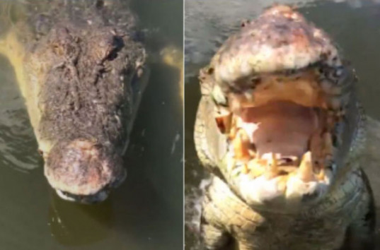 Огромный крокодил едва не откусил оператору голову (ВИДЕО)