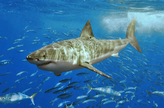 Белая акула выпрыгнула из воды и съела окуня с крючка (ВИДЕО)