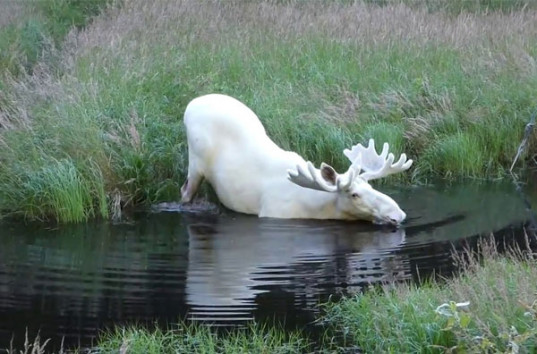Редкий белоснежный лось попал на видео в Швеции (ВИДЕО)