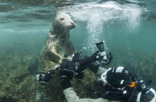 Детеныш тюленя пытался украсть у дайвера камеру (ФОТО)