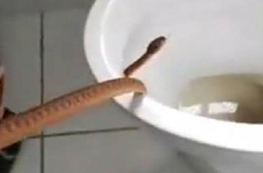 Ядовитая змея караулила семью под ободком унитаза (ВИДЕО)