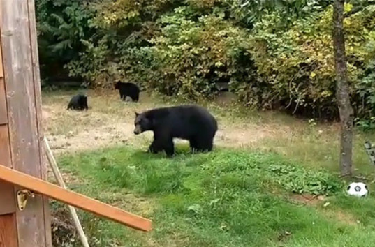 Канадец вежливо попросил медведицу с медвежатами уйти с его двора (ВИДЕО)