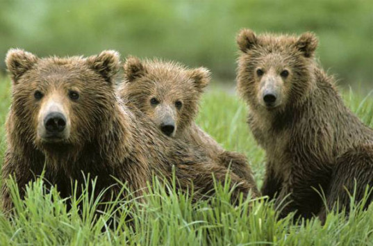 Три медведя ограбили пиццерию в американском городе (ВИДЕО)