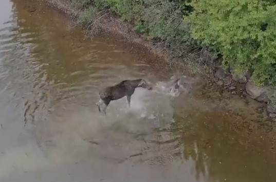 С помощью дрона сняли невероятную схватку волка на большим лосем (ВИДЕО)