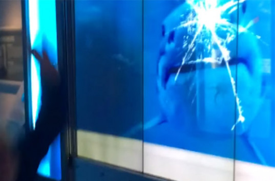 Посетителя музея акула атаковала из «разбитого» аквариума (ВИДЕО)