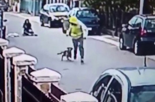 Бездомный пёс спас женщину от грабителя в Черногории (ВИДЕО)