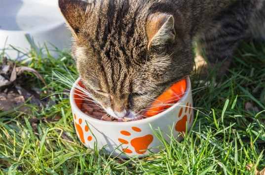 Корм для кошки: Какие классы сухого корма существуют и чем они друг от друга отличаются