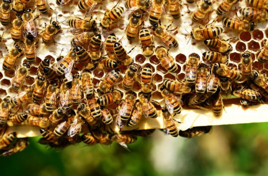 Роение пчел: Всё что нужно знать пчеловодам о трех признаках, характеризующих это состояние