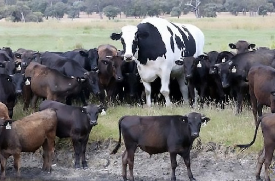 Невероятно! В Австралии нашли корову ростом два метра! Теперь корова — герой соцсетей.