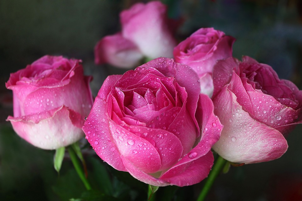 Как выбрать свежие розы которые смогут радовать долго (советы флористов)
