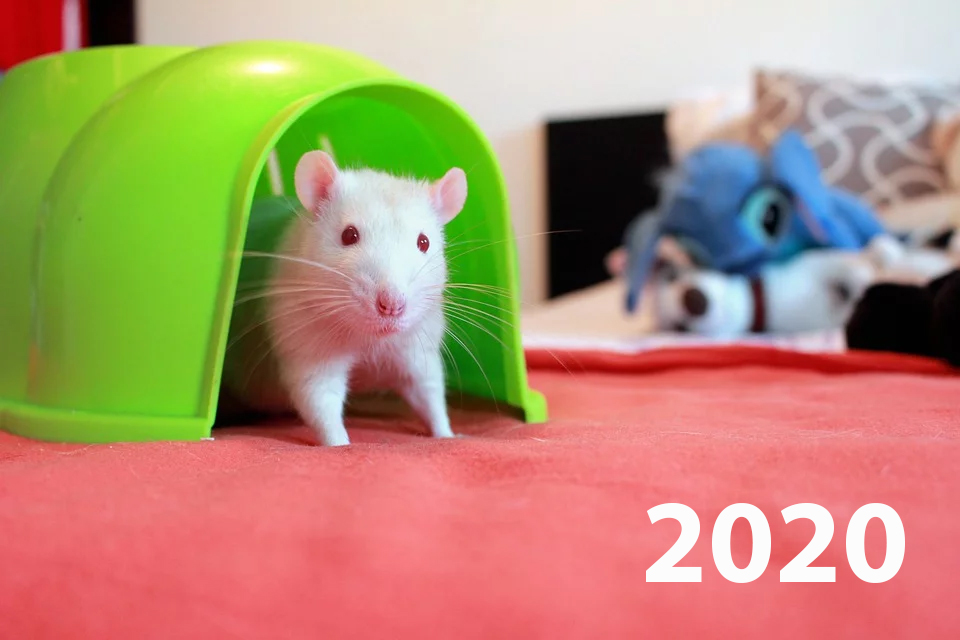 Чего ждать от «Белой крысы» в 2020 году и как правильно встретить Новый Год