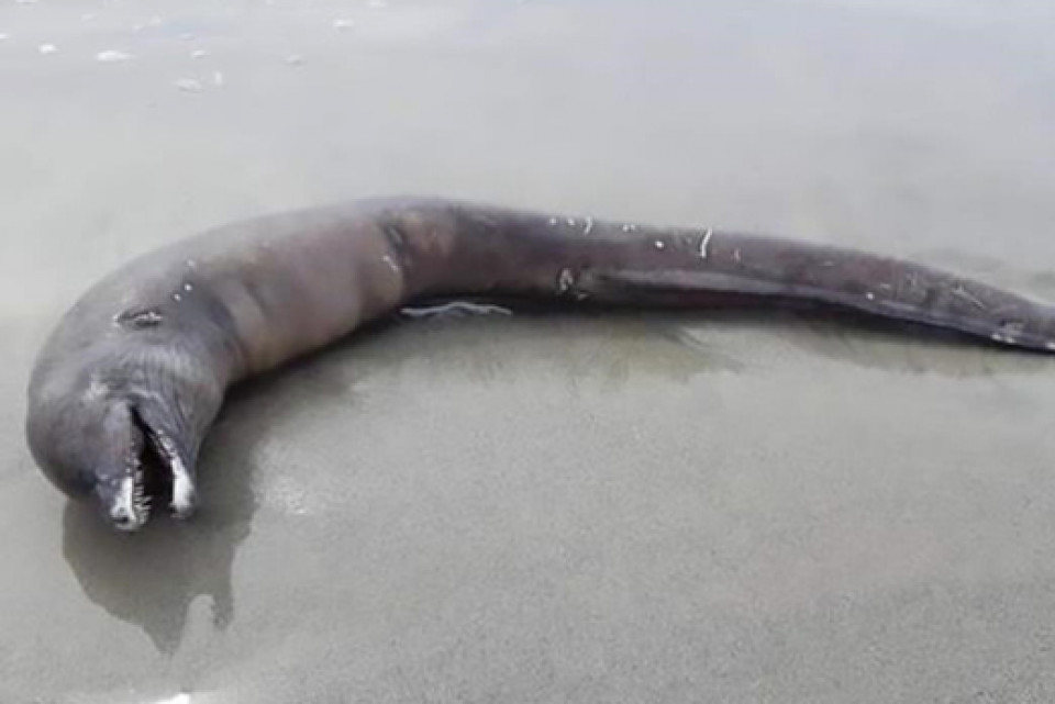 В Мексике обнаружили неопознанное зубастое существо с головой и носом дельфина
