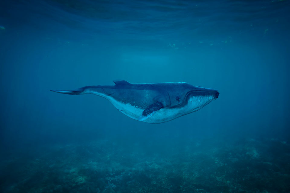 Из-за потепления Атлантики киты покидают привычные места обитания